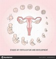 Infografía de las etapas del embarazo con proceso de fecundación y ...