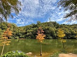 流水響紅葉︱落羽杉天空之鏡等 三大打卡景點 - 山全部都係山