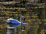 Schwanensee Foto & Bild | spezial, natur, spiegelung Bilder auf ...