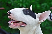 Bull Terrier Dog Breed Information & Characteristics | Daily Paws