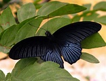 Beautiful Black Butterfly at the Butterfly exhibit at Como… | Flickr