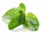 Healthy Plate 5: Medicinal uses of Mint