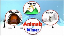 Animals in Winter | What do animals do in Winter | How Animals Prepare ...