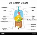 Innere Organe - schematische Diagramm mit farbigen Organe und ...