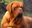 Top 100+ Imagenes del perro dogo de burdeos - Elblogdejoseluis.com.mx