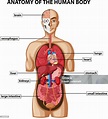 Diagram Showing Anatomy Of Human Body With Names Stock Illustration ...