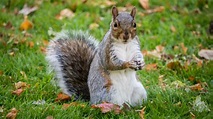 What to know about Central Park squirrels – Metro US