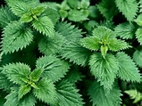 Stinging Nettles - 5 Health Benefits You Need to Know - Earth Clinic