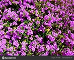Lantana montevidensis purple trailing shrub — Stock Photo © lanamars ...