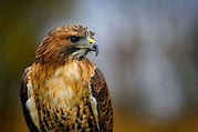 Hawks In Wisconsin: 8 Species You'll Need To See
