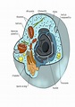 Estrutura Da Celula Eucariota Animal - Detalhes científicos