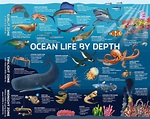 5 - The ocean supports a great diversity of life and ecosystems ...
