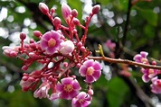 楊桃花是這樣開的 - 晨曦的山中花園 - udn部落格
