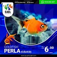 Goldfish Perla(De 4cm Aprox.) - Acuario Cael