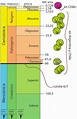 Escala de tiempo de los últimos 130 millones de años donde se ubican a ...