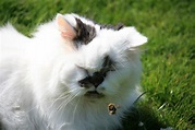 What to do if your cat is stung by a bee or wasp - Vet Help Direct