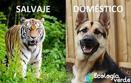 Características de los animales salvajes y domésticos