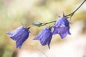 Winterharte Glockenblumen-Arten im Überblick - Plantura
