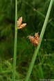 Schoenoplectus pungens (Three-square Bulrush): Minnesota Wildflowers