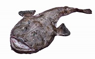La Lotte, un poisson qui a de la gueule - Gastronomico