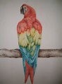 guacamayo puntillismo - Buscar con Google | Puntillismo facil, Dibujos ...