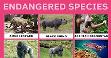 List of Critically Endangered Species We Need to Protect Now • 7ESL