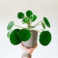 3 plantas con hojas redondas para atraer dinero y alejar a las malas ...
