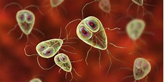Protozoa - Conceito, tipos, características e exemplos