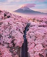 Sakura 2020 | Cherry blossom japan, Japan cherry blossom, Beautiful places