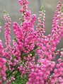 All About Heathers - The Heather Garden