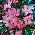 Semillas de Adelfa (Nerium oleander) para sembrar | Semillas online