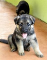 Filhotes de cães pastor alemão capa preta legítimos à venda - PROJETO ...