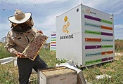 Las colmenas robotizadas que buscan salvar a las abejas de Israel