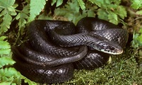 6 Black Snakes in New Hampshire