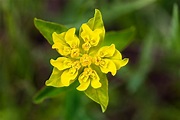 Warzen-Wolfsmilch, Euphorbia verrucosa, … – Bild kaufen – 70515009 ...