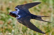 Golondrina Común (Hirundo rustica) - Características ️