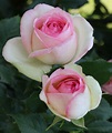 Rosa Bild: Pierre De Ronsard Rose Varieties
