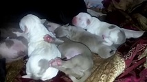Perros Pitbull Recien Nacidos - YouTube