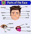 Parts of the Face: Face Parts Names with Pictures » OnlyMyEnglish