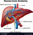 Human liver anatomy Royalty Free Vector Image - VectorStock