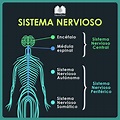 SISTEMA NERVIOSO - Mind Map