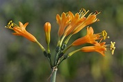 Stenomesson flavum Imagen & Foto | plantas, flores, lachay Fotos de ...