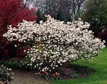 Potatura magnolia - potatura - Come potare la magnolia