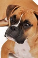 Free photo: Boxer dog - Animal, Lying, Sweet - Free Download - Jooinn