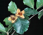 Fagus sylvatica - Monaco Nature Encyclopedia