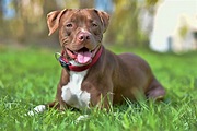 Todo sobre el American Pitbull Terrier: Cría, Cuidado y Adiestramiento