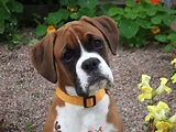 Boxer - Puppies, Rescue, Pictures, Information, Temperament ...