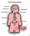 Glands Of The Body Diagram | MedicineBTG.com