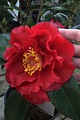Buy Bob Hope Red Camellia | FREE SHIPPING | Wilson Bros Gardens | 1 ...