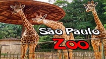 Zoológico de São Paulo - YouTube